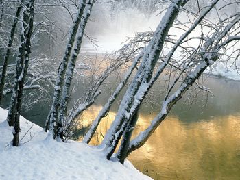 Alder Trees Merced River Yosemite National Park California screenshot