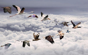 All Birds Widescreen screenshot