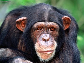 All Ears Chimpanzee screenshot