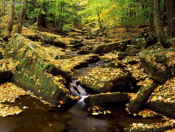 Allageny State Park In Fall New York screenshot