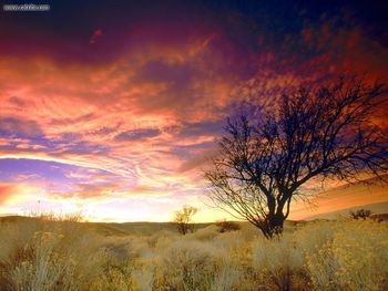 Almond Tree Antelope Valley California screenshot