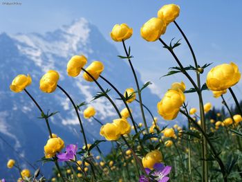 Alpine Flowers screenshot