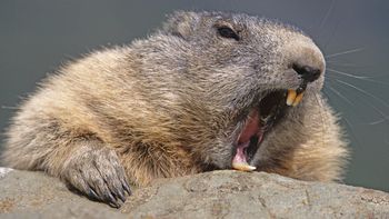 Alpine Marmot Yawning, Austria screenshot