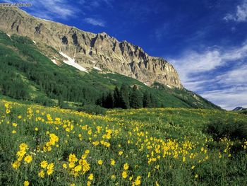 Alpine Meadow Near Crested Butte Colorado screenshot