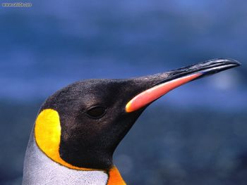 Always Aloof, King Penguin screenshot