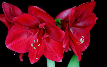 Amaryllis Blossoms screenshot