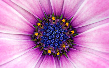 Amazing Purple Flower screenshot