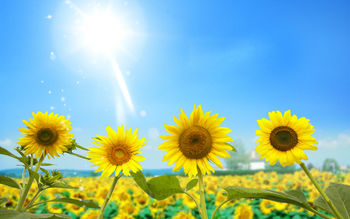 Amazing Sunflowers screenshot