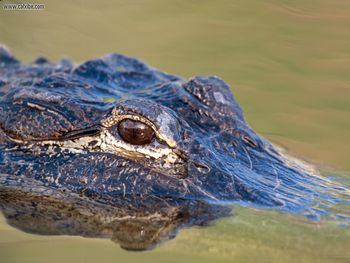 American Alligator screenshot