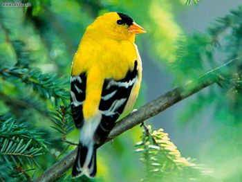 American Goldfinch screenshot