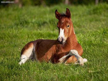 American Paint Foal Iowa screenshot