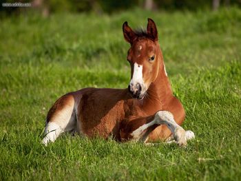 American Paint Foal Iowa screenshot