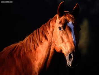 American Quarter Horse screenshot