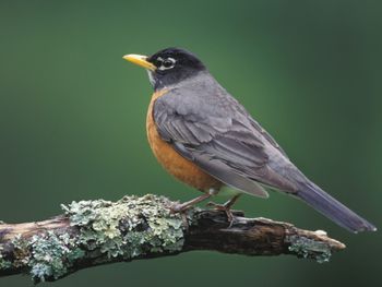 American Robin, Louisville, Kentucky screenshot