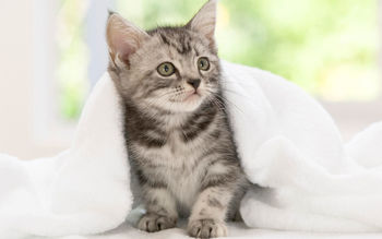 American Shorthair Kitten screenshot
