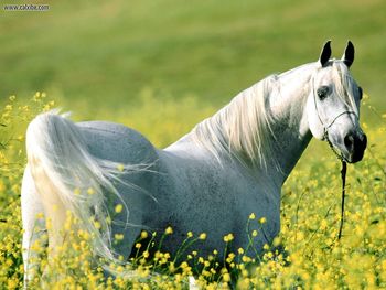 Among The Fields Of Gold Arabian Stallion screenshot