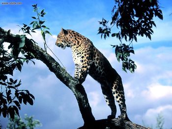 Amur Leopard screenshot