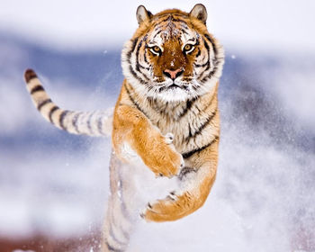 Amur Tiger in Snow screenshot