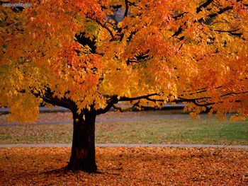 An Autumn Beauty screenshot
