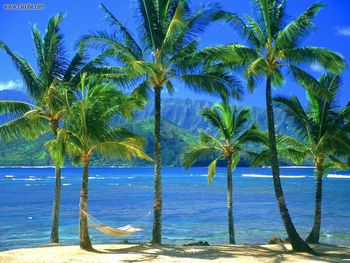 An Empty Hammock, Kauai, Hawaii screenshot