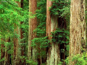 Ancient Giants Big Basin Redwood State Park California screenshot