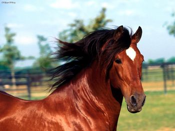 Andalusian Horse screenshot