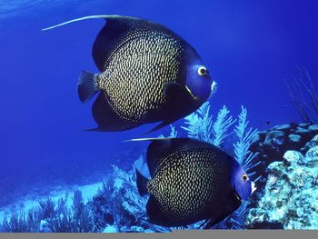 Angelfish screenshot