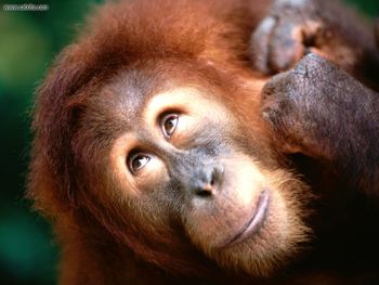 Angelic Face Sumatran Orangutan screenshot