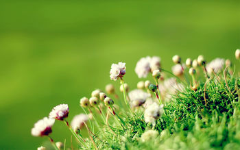 Anglesey Flowers screenshot