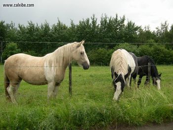 Animals 5295 screenshot