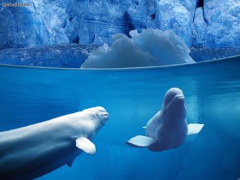 Animals Belugas Underwater screenshot