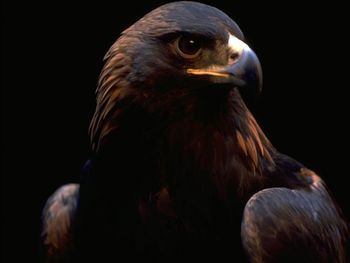 Animals Voegel Papageien screenshot