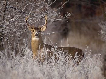 Animals Whitetailed Buck In Frost Michigan screenshot