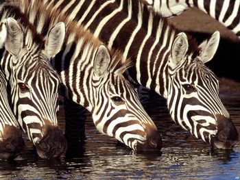 Animals Zebras At The Waterhole Kenya screenshot