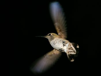Anna Hummingbird screenshot