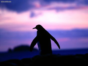 Antarctic Twilight, King Penguin screenshot