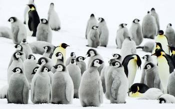 Antarctica Penguins screenshot