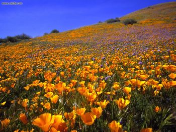 Antelope Valley Hillside California screenshot