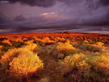 Antelope Valley Poppy Reserve California screenshot