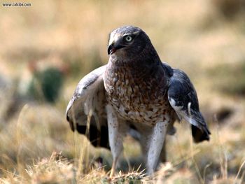 Anticipation Northern Harrier screenshot