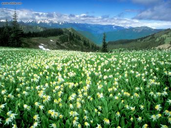 Apeak Experience Olympic National Park Washington screenshot