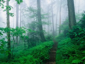 Appalachian Trail Along Foggy Ridge Smoky Mountains Tennessee screenshot