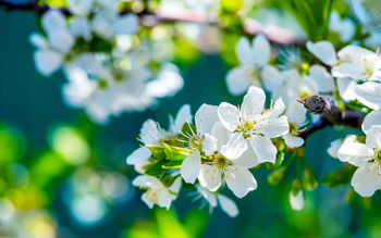 Apple Flowers screenshot