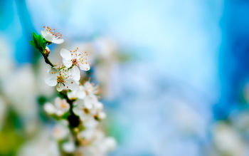 Apple Tree Bloom screenshot