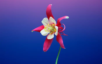 Aquilegia Flower iOS 11 iPhone 8 X Stock screenshot