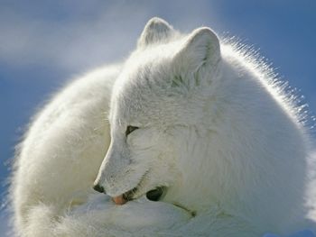 Arctic Fox, Canada screenshot
