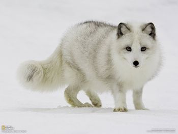 Arctic Fox screenshot