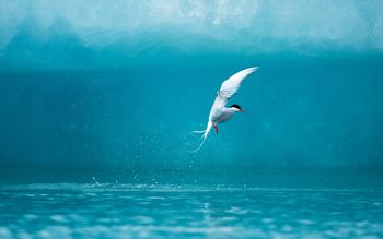 Arctic Tern screenshot