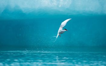 Arctic Tern screenshot