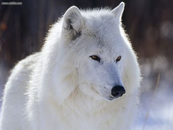 Arctic Wolf Canada screenshot